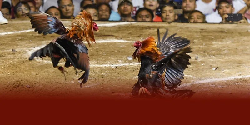 Đá gà 28BET thu hút người chơi bởi nhiều ưu điểm