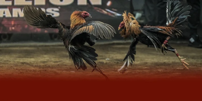 Thể loại đá gà cựa dao kịch tính