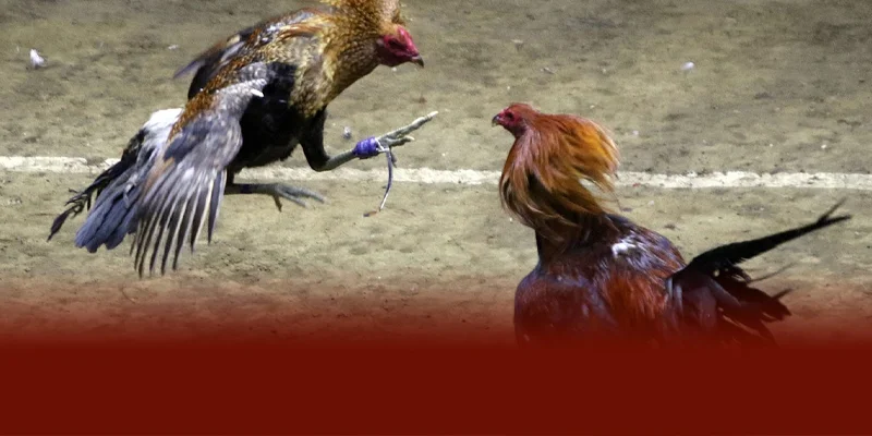 Kinh nghiệm đá gà 28BET tăng cơ hội thắng lớn