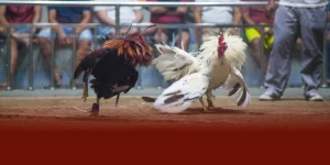 Đá Gà 28BET - Sân Chơi Trực Tuyến Chuyên Nghiệp Và Hấp Dẫn