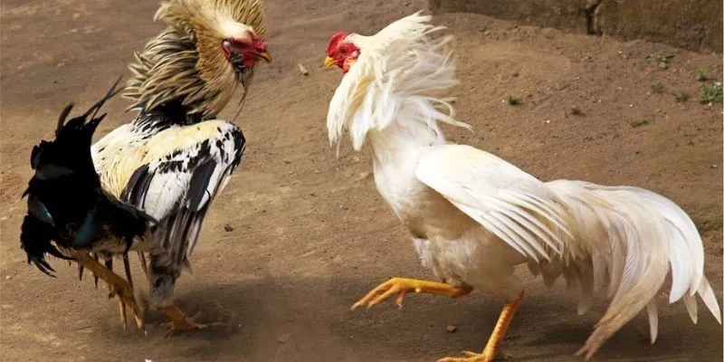 Các hình thức Đá gà Campuchia