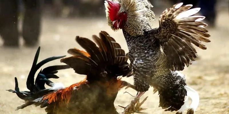 Quy định về thời gian thi đấu trong Đá gà campuchia