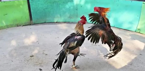Đặc điểm nổi bật của đá gà miền Tây