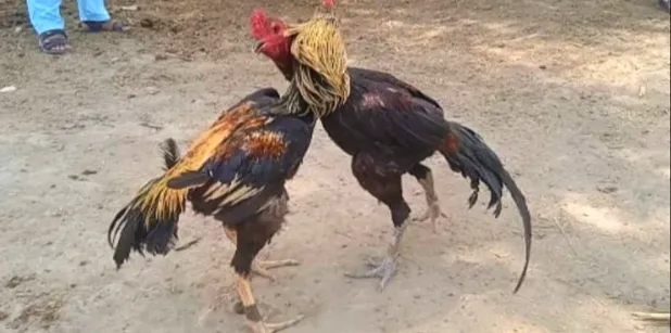Luật chơi và hình thức thi đấu trong đá gà miền Tây