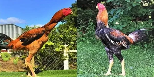 Văn hóa đá gà trong đời sống người miền Tây